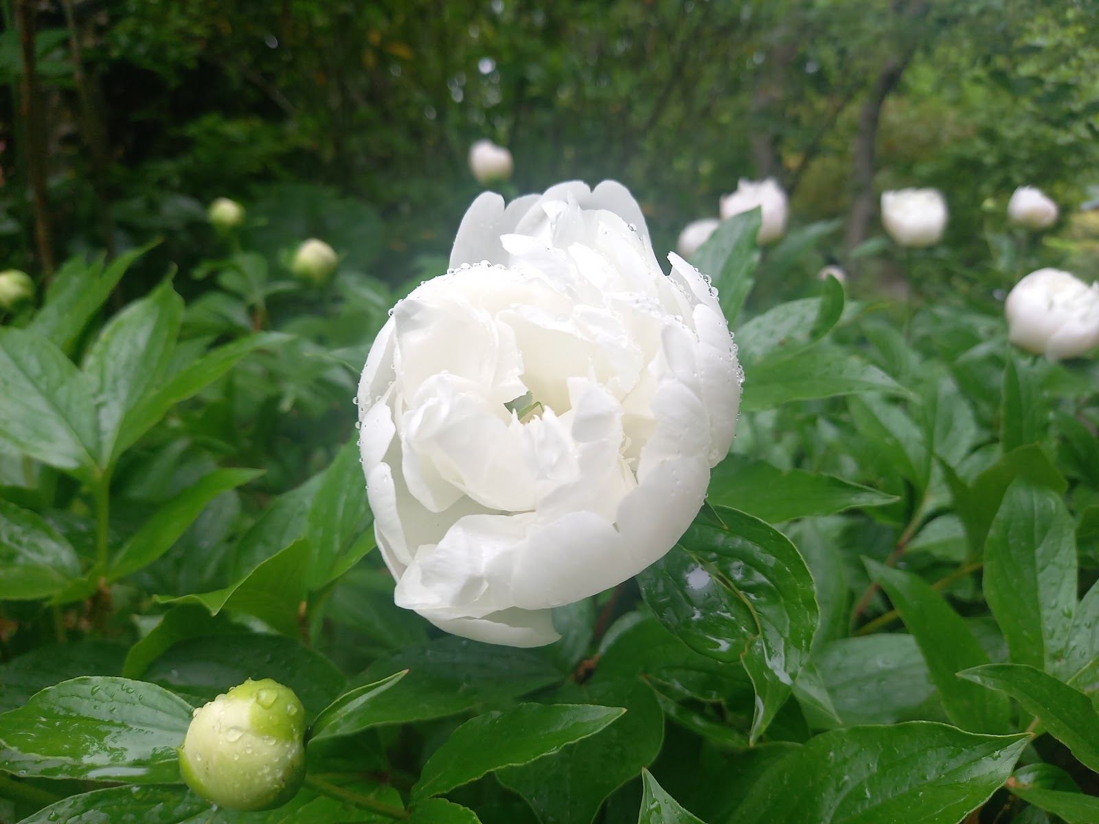 初夏を彩るシャクヤクの白い花
