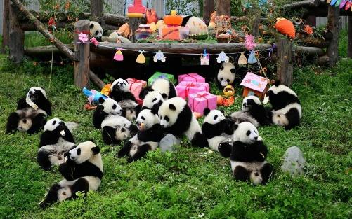 Chơi gì ở vườn gấu trúc Đô Giang Yến - Trung Quốc