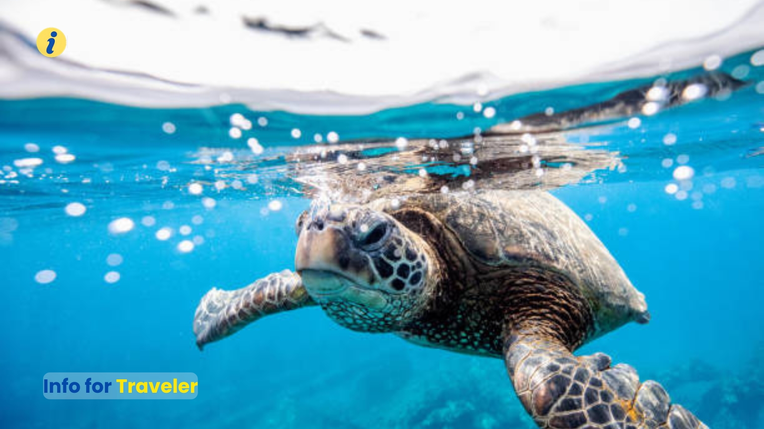 Sardinia, famous for Turtles in water