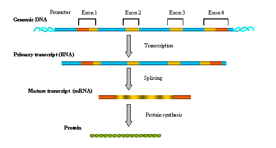 How Gene Expression Arrays Work
