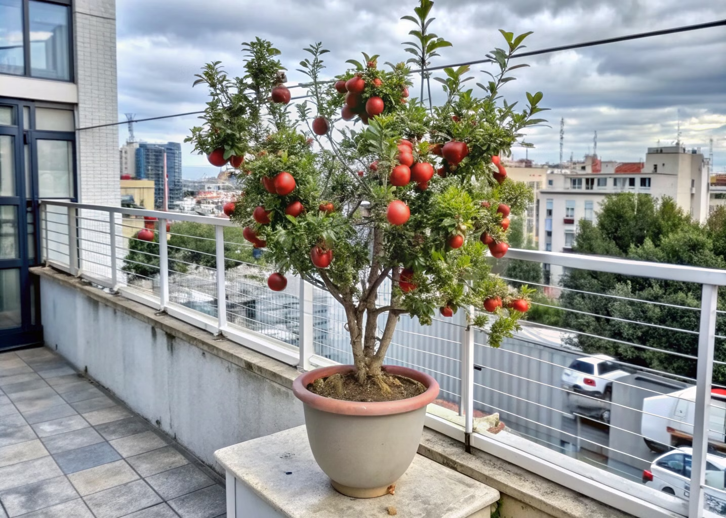 romã como plantar em vaso