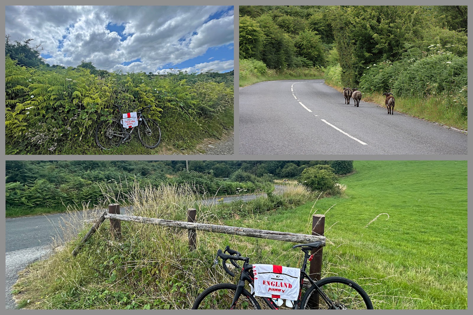 photo collage shows bike and PJAMM Cycling England jersey parked against wooden fence next to roadway; sheep walk in roadway