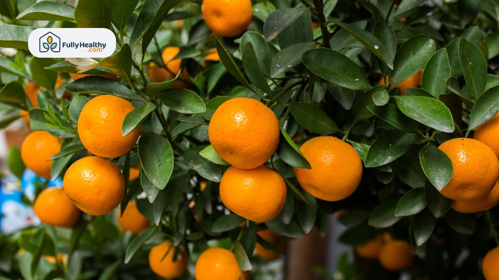 Ripe orange mandarins growing on tree with green leaves