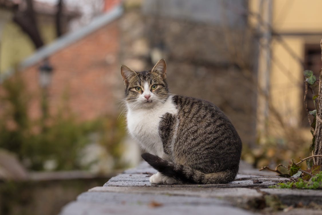 Cat sitting outdoors