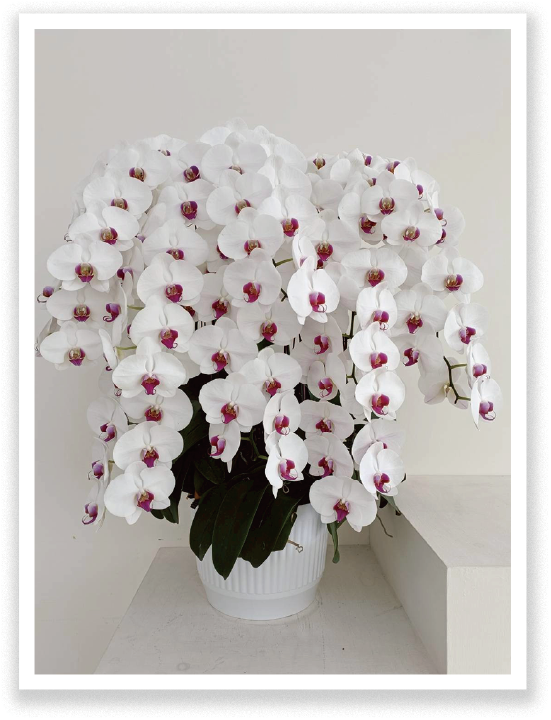 Large blooming white Phalaenopsis orchid arrangement in glossy pleated display pot