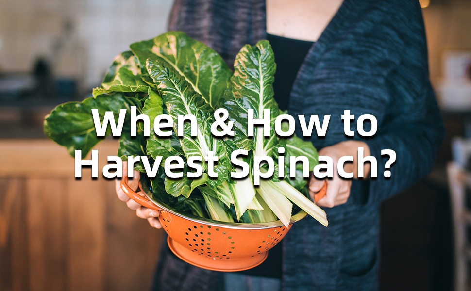 Harvest Spinach: A Complete Guide