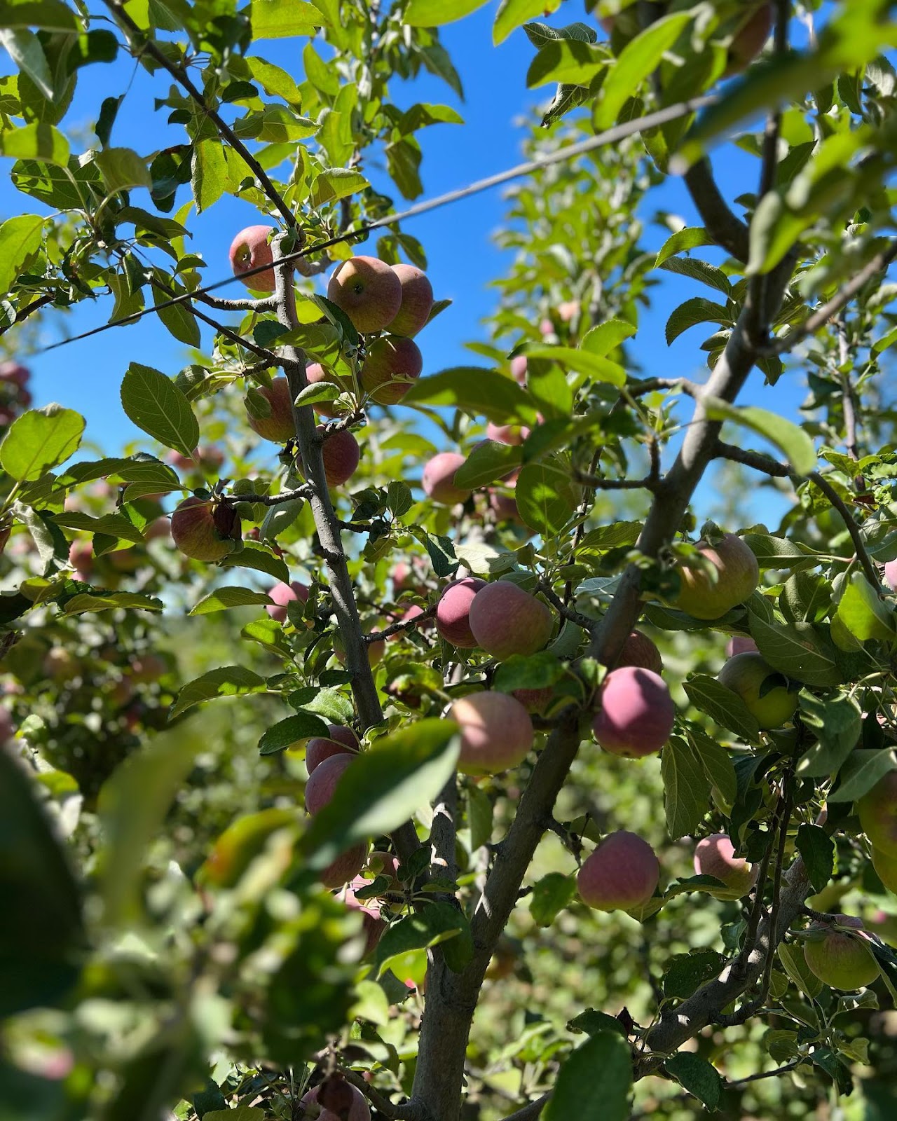 Apple Picking Season
