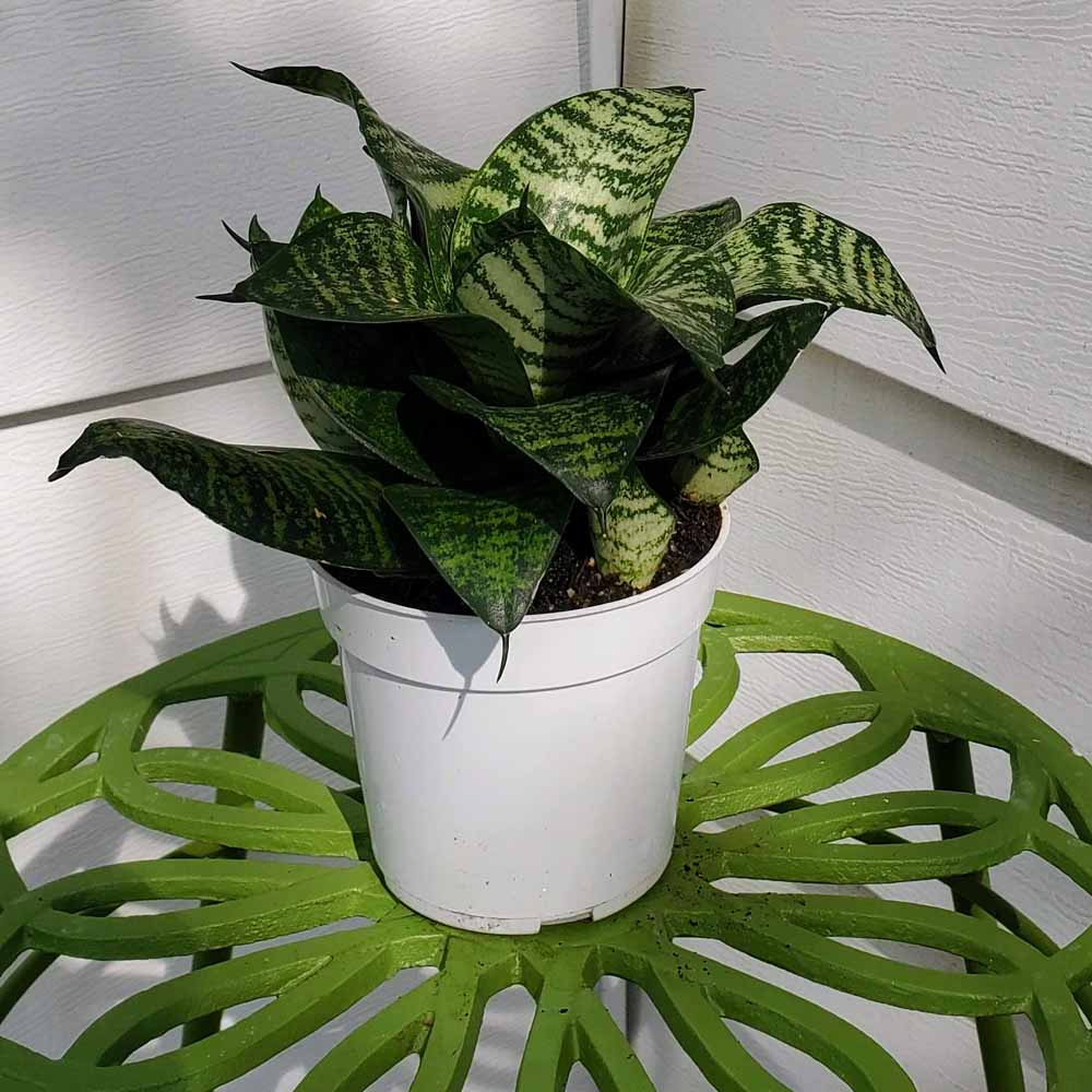 Sansevieria Hahnii (Bird’s Nest Snake Plant)