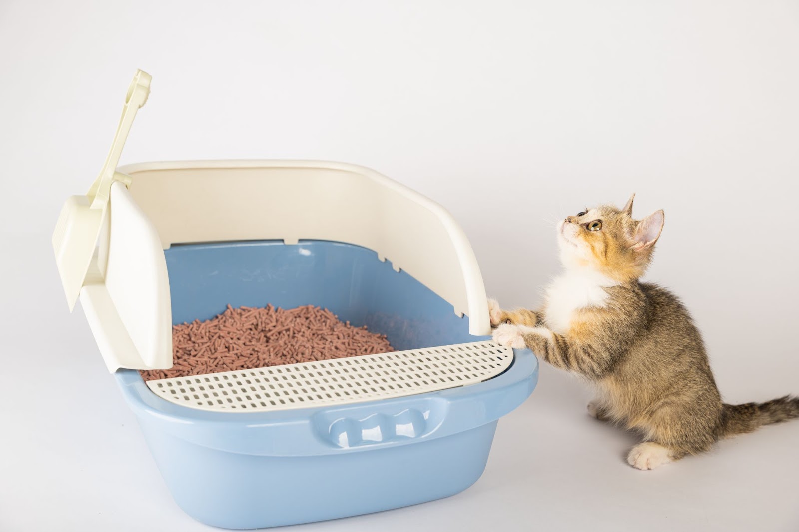 A kitten exploring a blue and white litter box with bio-filler, an important part of cat supplies for a new cat’s hygiene.