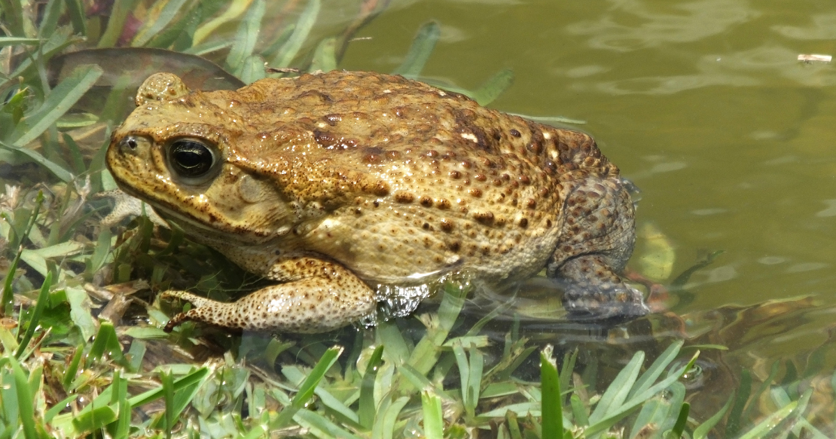 A toxic cane toad resting on the edge of the water.