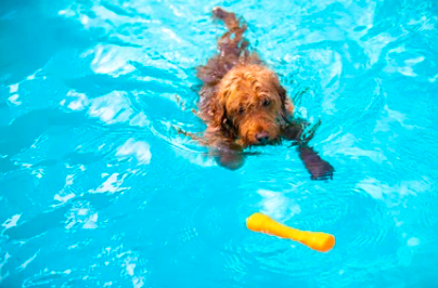 How Long Can Goldendoodles Swim