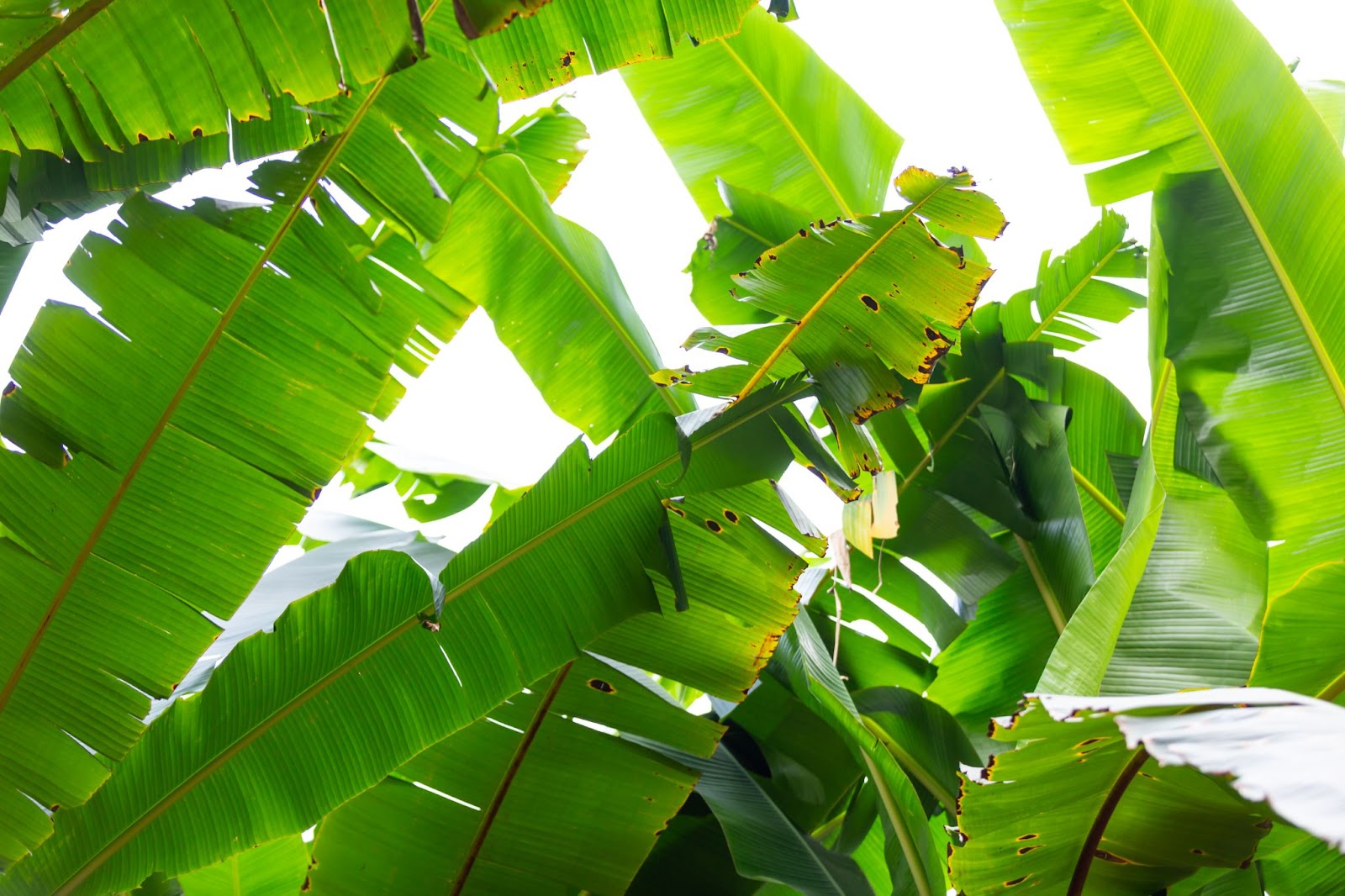 Banana leaves not good condition