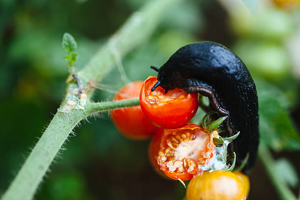 what animal eats tomatoes at night