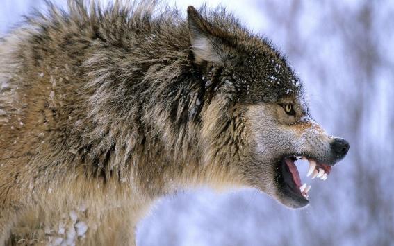 A wolf with its mouth open

AI-generated content may be incorrect.