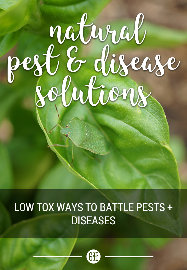 Natural Pest and Disease Management