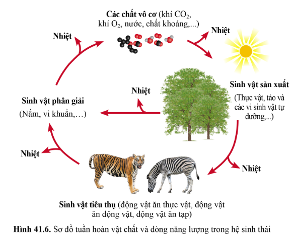 BÀI 41 - HỆ SINH THÁI