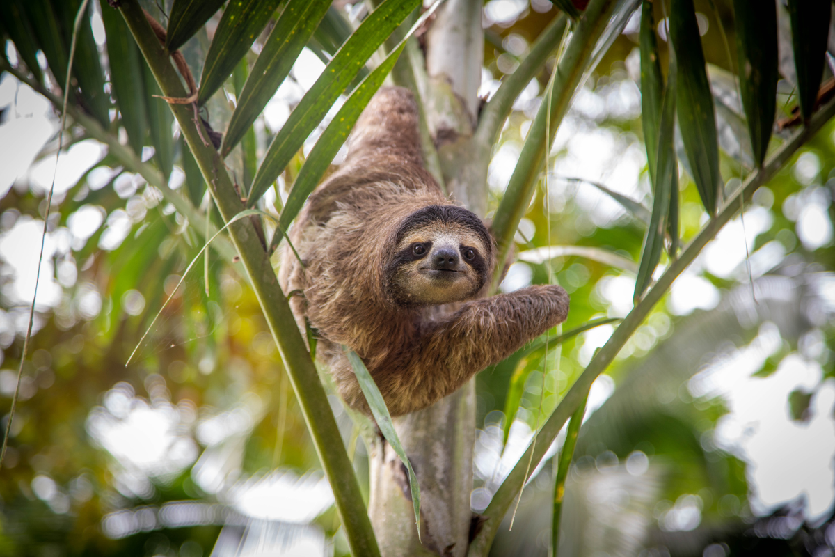 sloth in Punta Uva