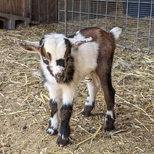 Baby Kid Goat