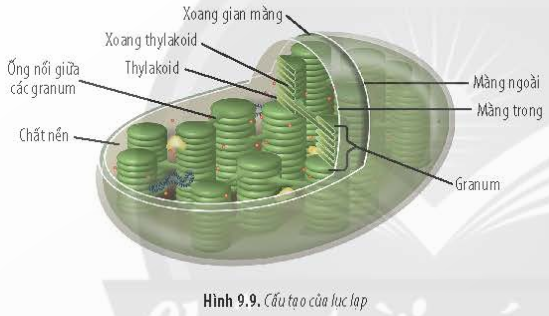 BÀI 9 - TẾ BÀO NHÂN THỰC