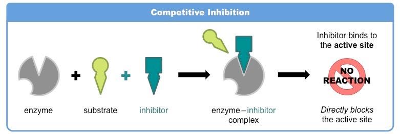 Enzyme Inhibition | BioNinja