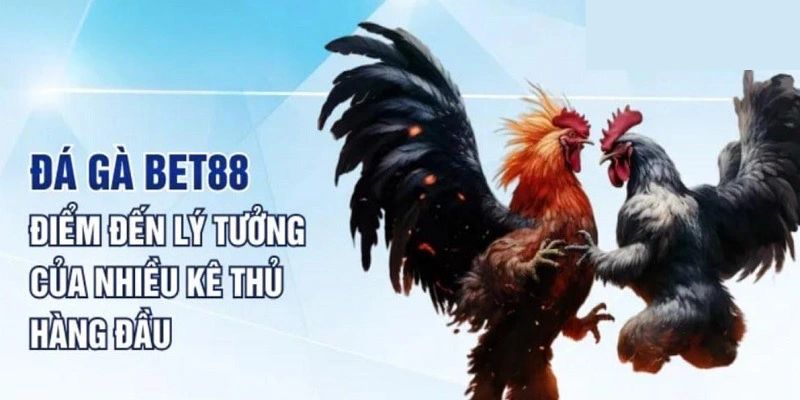 Cá cược đá gà Thomo tại BET88 có nhiều ưu điểm vượt trội