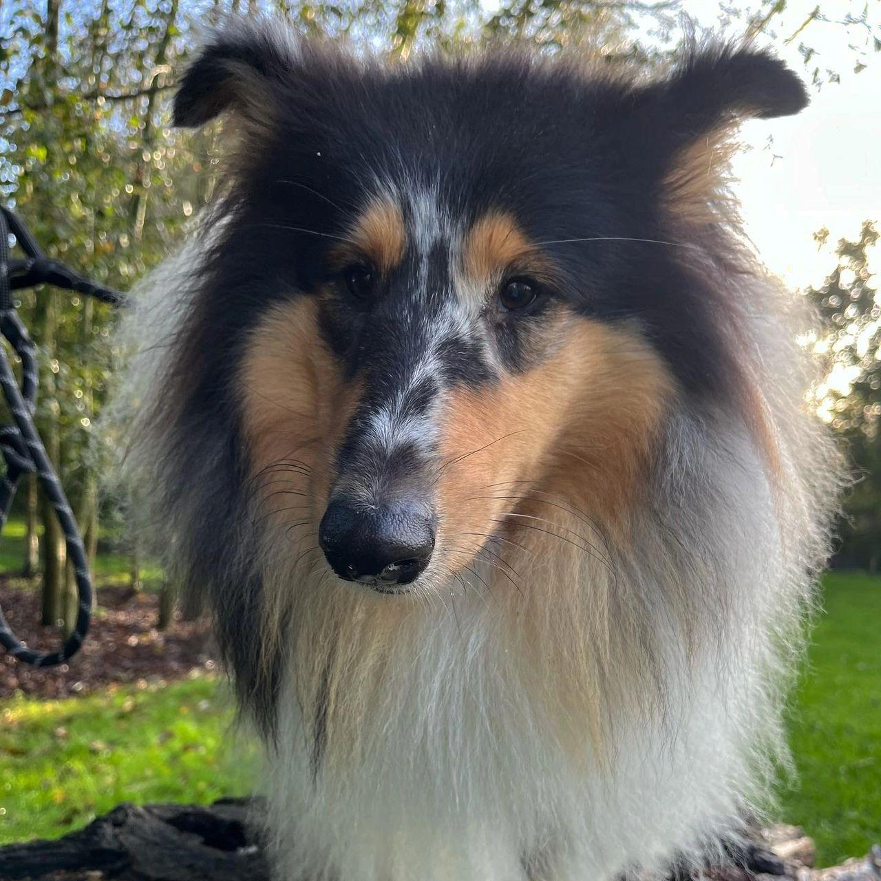 Lucy a rough collie at a reducing reactivity class