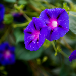 10 flowers name in Kannada