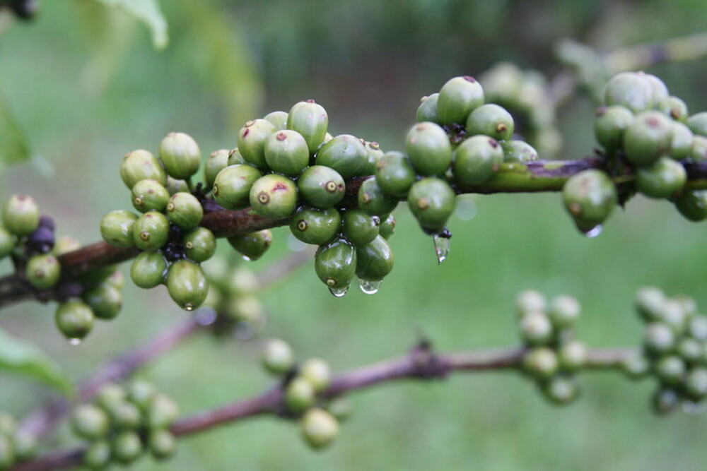 Robusta: The Intense and Caffeine-Fueled Powerhouse