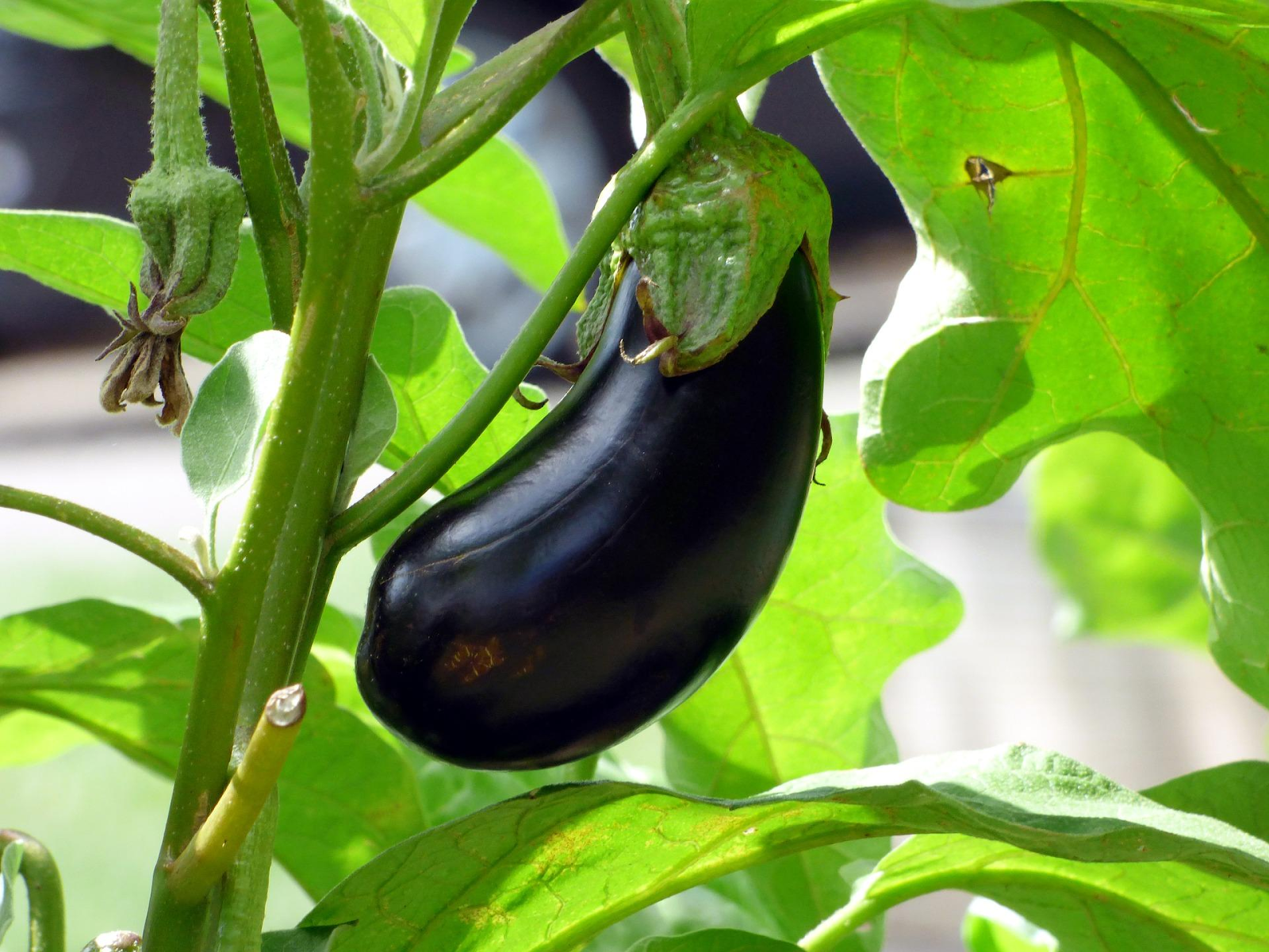 Eggplant growing guide