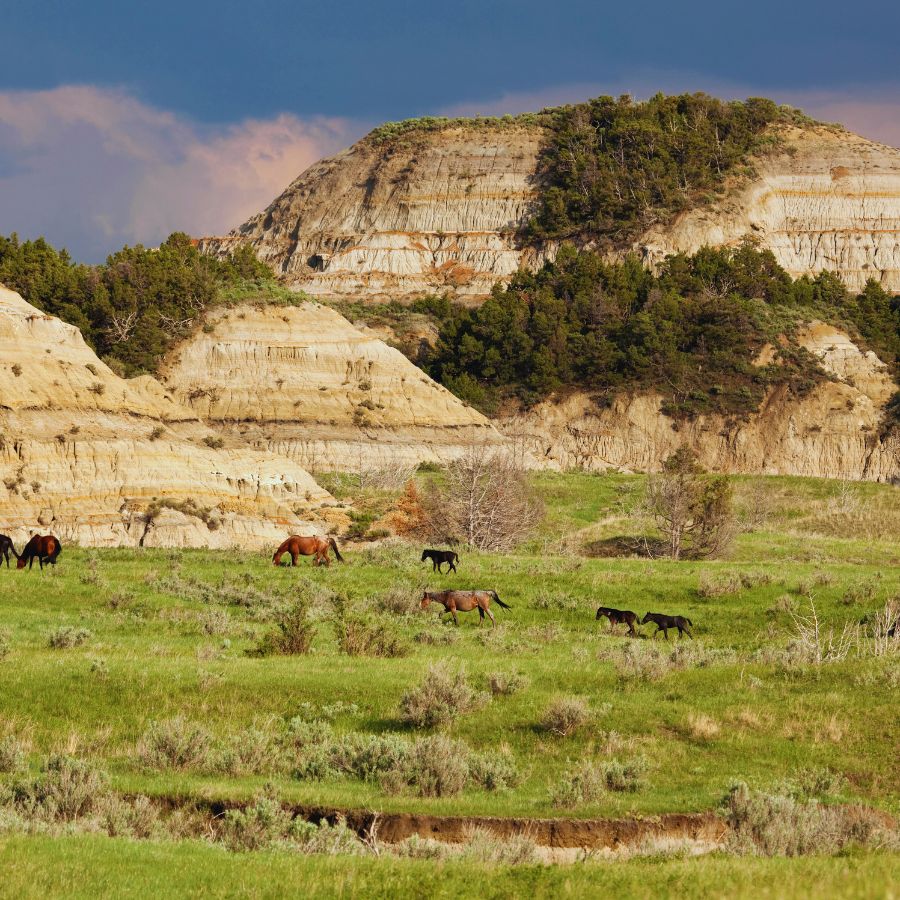 theodore roosevelt national park