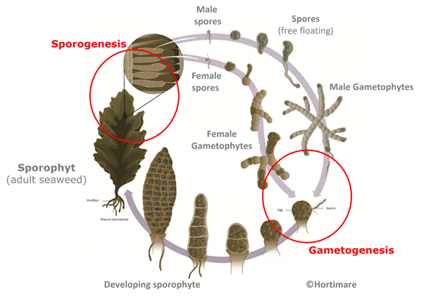 20220624lifecyclekelphortimare.jpg