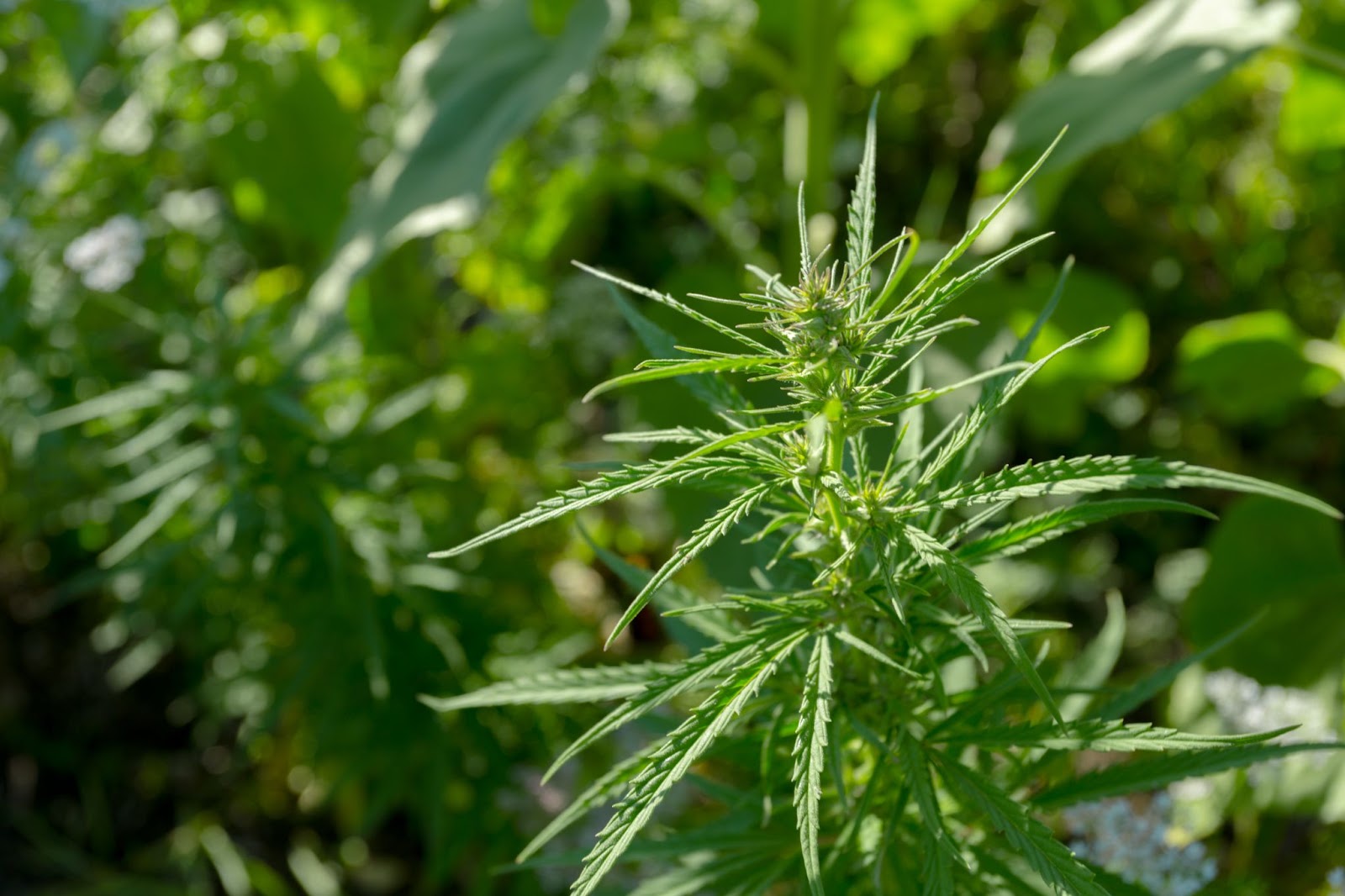 green color leaves in the land 