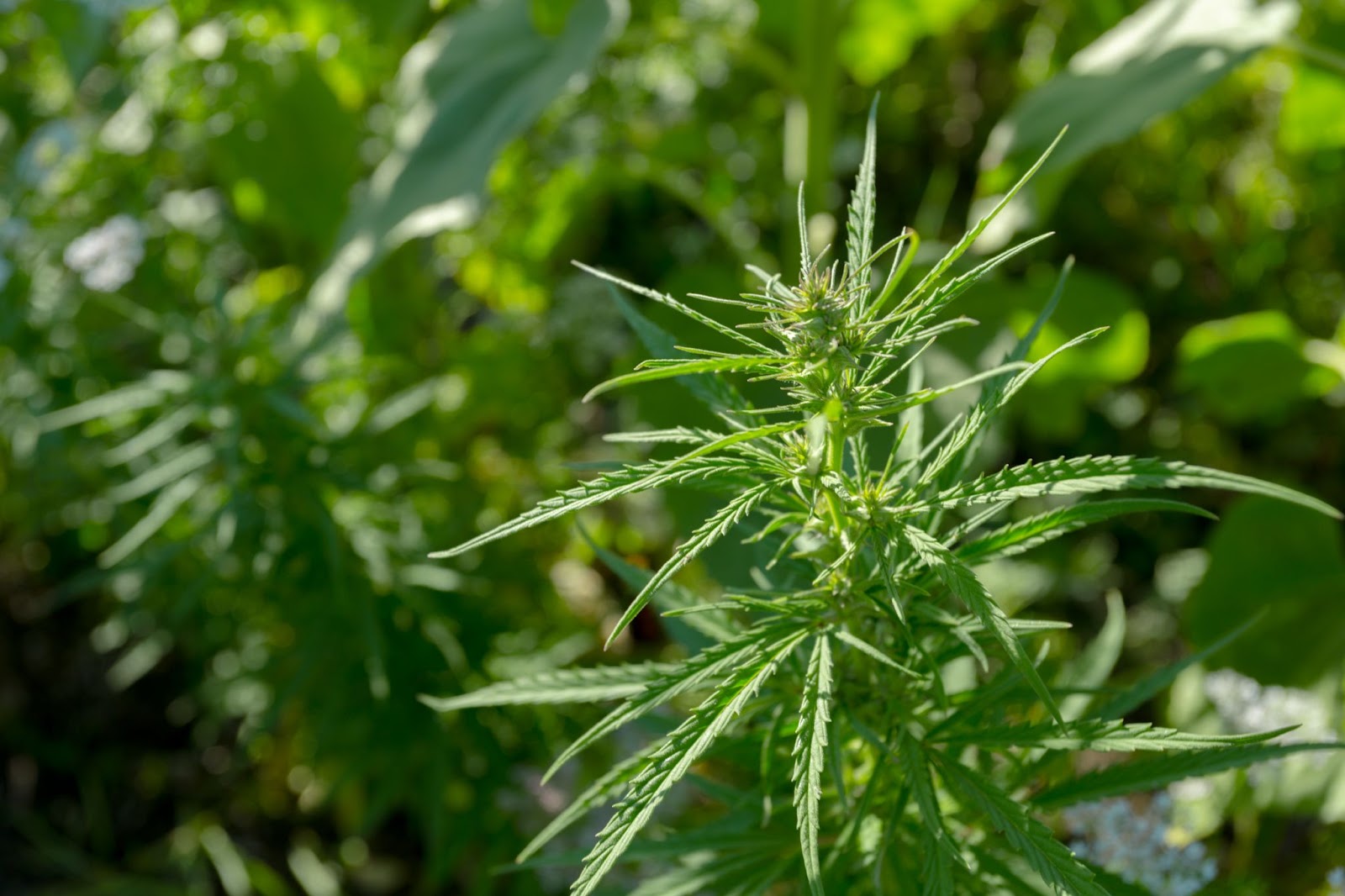 green color leaves in the land
