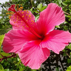 Hibiscus Flower