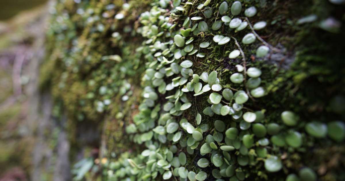 Old World climbing fern, or lygodium microphyllum, on a tree with small green leaves.