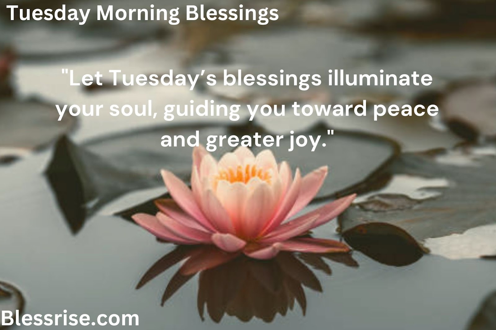 : Blessings Abound on Tuesday