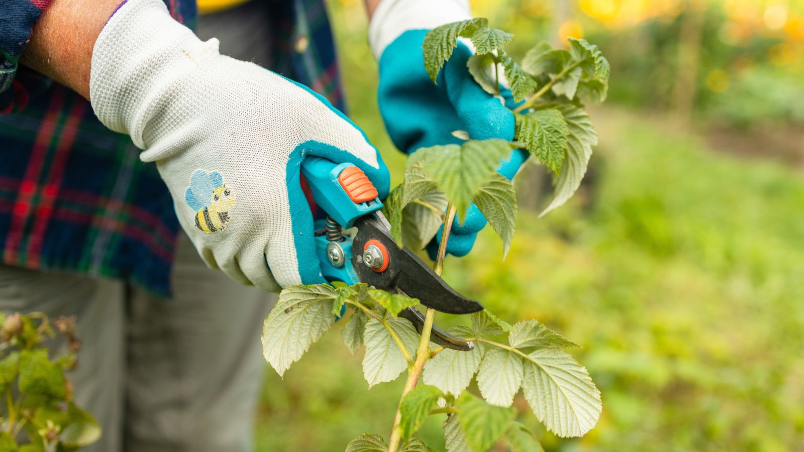 A shot of a person in the process of pruning a fruit-bearing plant with hand prunersin a well lit area outdoors