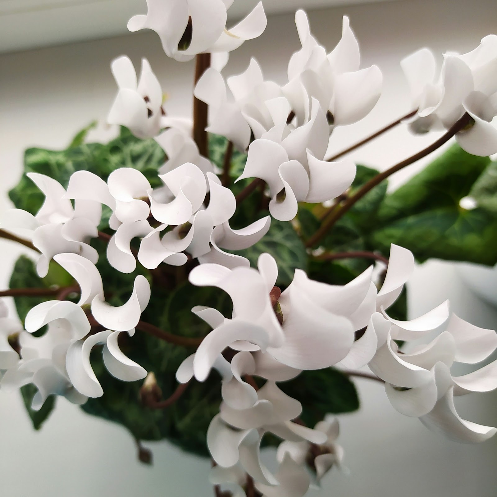 Potted Cyclamen Care