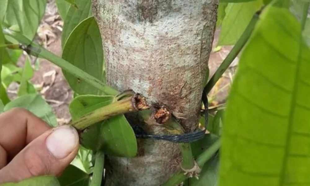 Bệnh rụng đốt trên cây tiêu là gì
