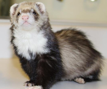 A cute Angora Ferret as a perfect pet