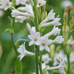 tuberose Flower