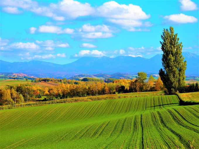 美瑛の紅葉＃４　ＣＭ・ドラマで見たあの風景