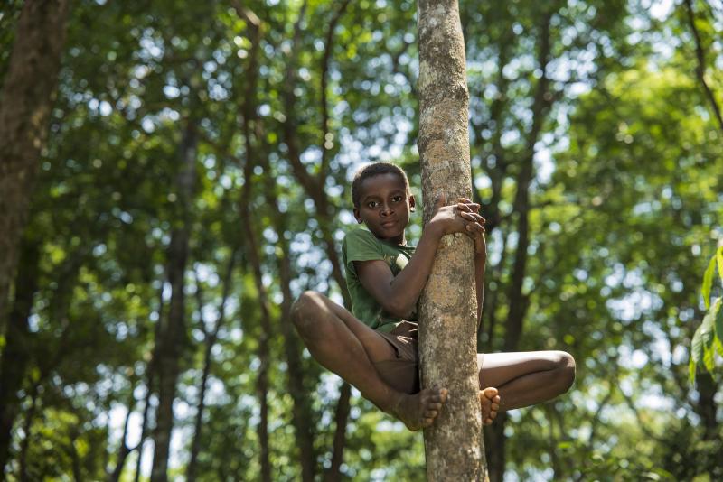 A photo of a boy climbing a treetop.