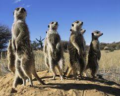 Image of Meerkat communication