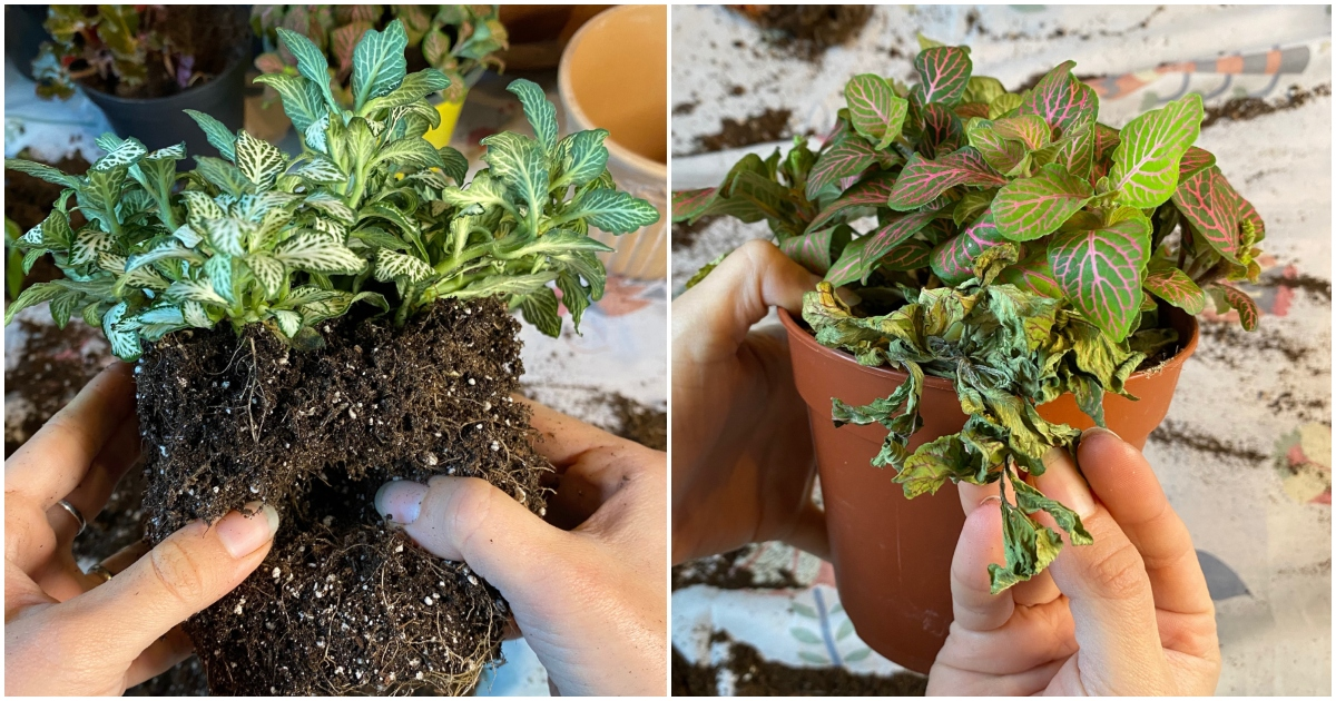 How to Propagate a Fittonia Plant