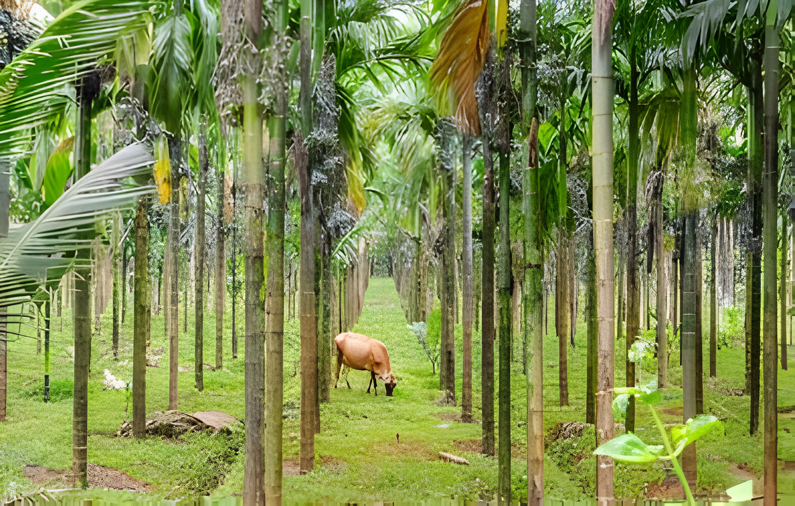 planting arecanut in land with cow