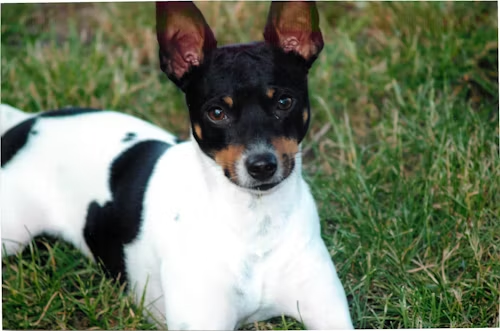 Rat Terrier