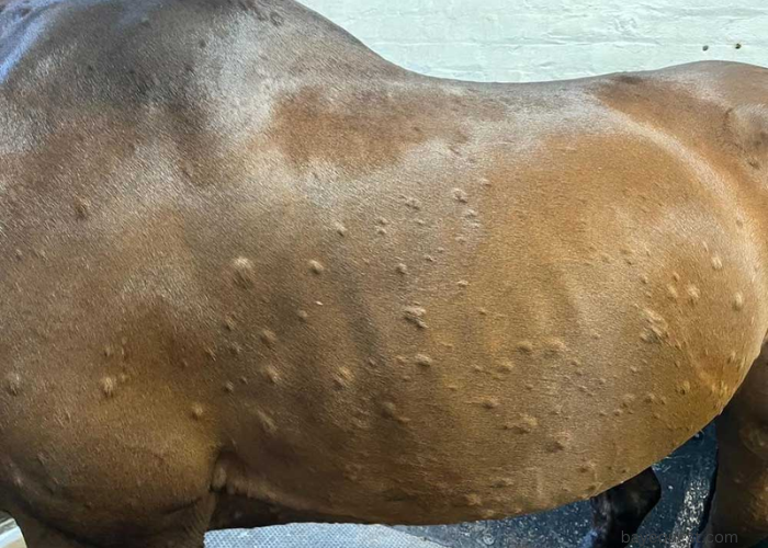 Hives in Horses