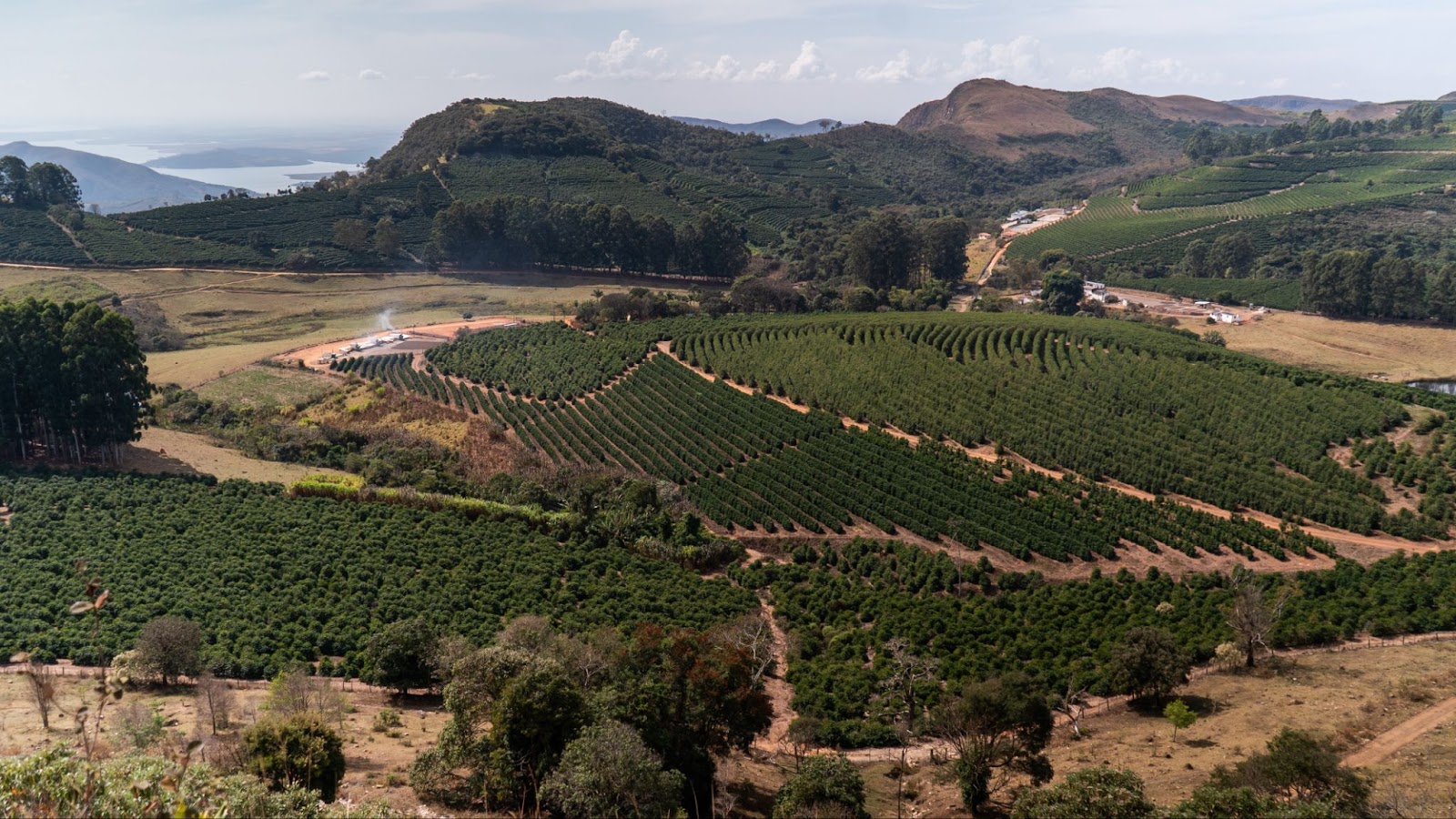 Fazenda de café em Minas Gerais durante a colheita 