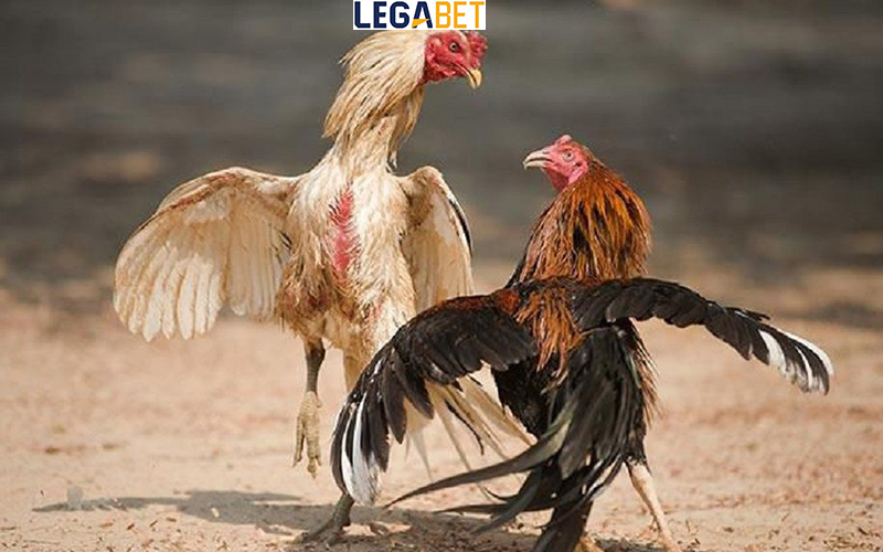 4 lưu ý quan trọng khi chơi đá gà tại nhà cái LEGABET